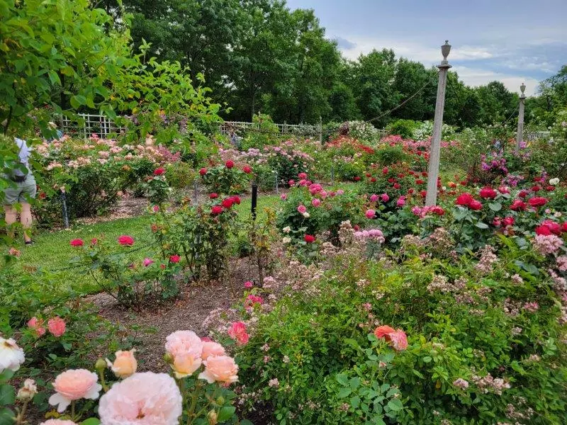 Cranford Rose Garden 
