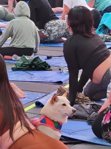 Dog at the event