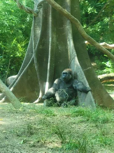 Some more gorillas