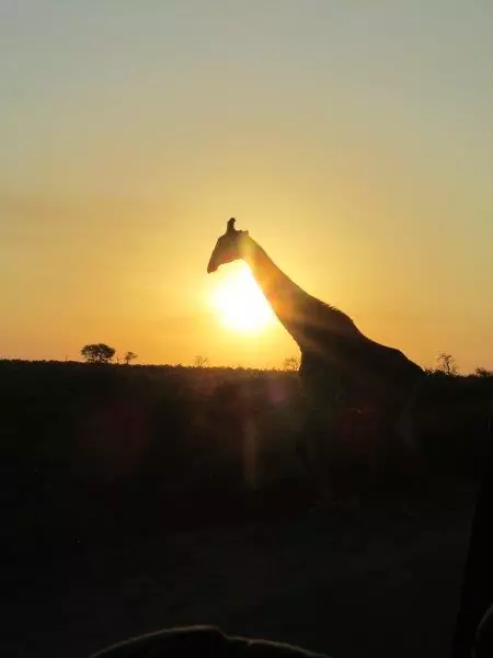 Giraffe in the sunset